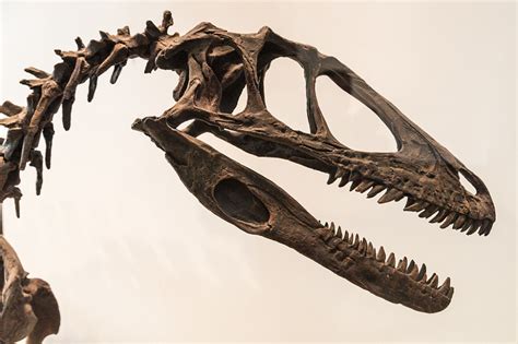 Deinonychus skull ROM - Deinonychus - Wikipedia | Dinosaur, Prehistoric animals, Animal skulls