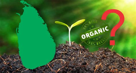 Sri Lanka Going Organic: Rethink the strategy; Agriculturists Write to President | The Sri ...