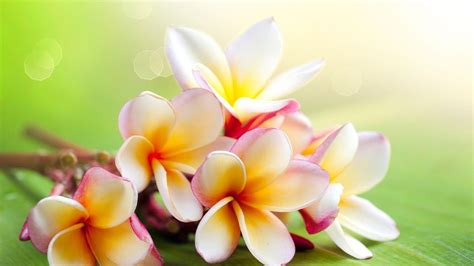 Jasmine Flower Wallpapers - Top Free Jasmine Flower Backgrounds ...