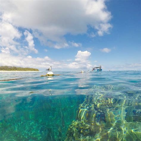 Lady Elliot Island stock image. Image of australia, reef - 141950361