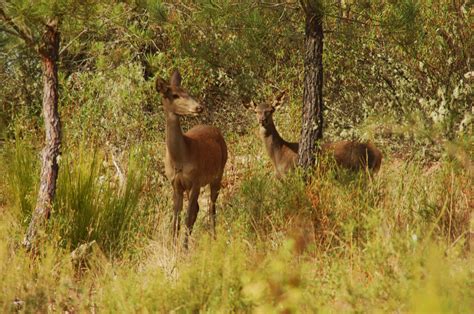 Free Images : wilderness, prairie, wildlife, herd, grazing, mammal, fauna, grassland, vertebrate ...