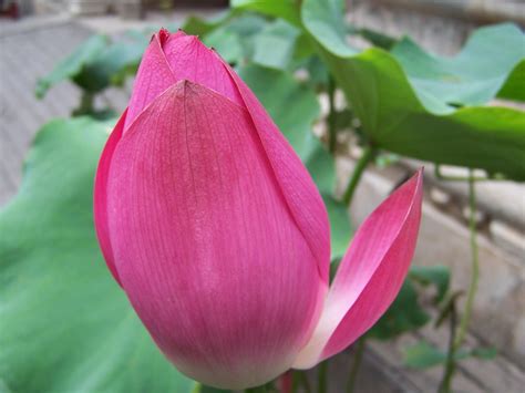 Free picture: lotus, flower, red