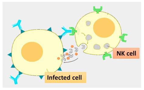 Natural Killer(NK) Cells : Properties and Function ~ Biotechfront