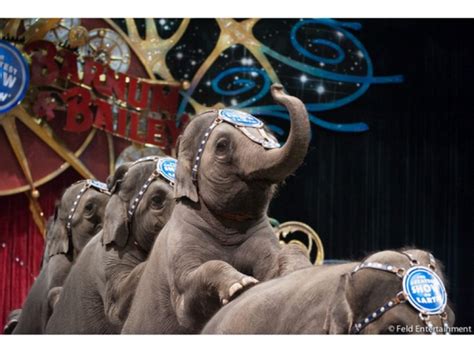 LA Leaders Praise Ringling Bros.' Phasing Out Circus Elephants but Stop Shy of Freeing LA Zoo ...