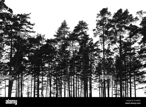 Pine trees forest isolated on white background. Black stylized silhouette photo Stock Photo - Alamy