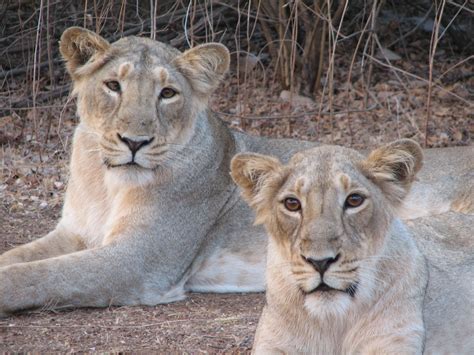 Oryx blog features ‘The dimension of cultural tolerance in Asiatic lion conservation’ | WildCRU