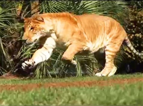 7 best Hercules the Liger images on Pinterest | Hercules, Ligers and Big cats