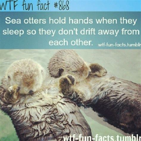 otters hold hands while sleeping - Google Search | Funny weird facts ...