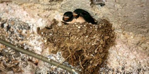 14 Birds That Make Mud Nests [With Pictures!] - Birdwatching Buzz