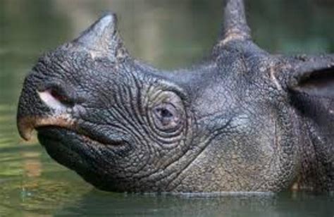 Javan rhinos face human incursions into their last remaining habitat - Nexus Newsfeed