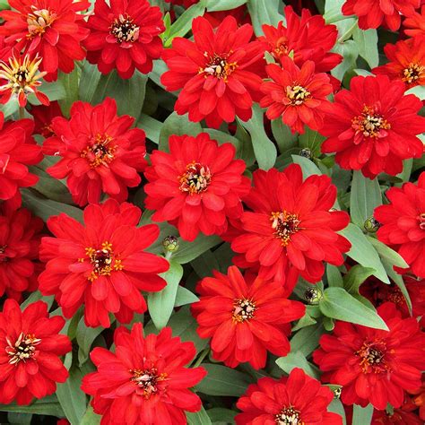 Profusion Double Red Zinnia Seeds - Annual Flower Seeds