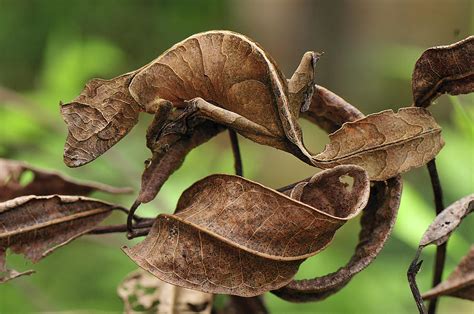 Uroplatus Geckos | La Paz Group