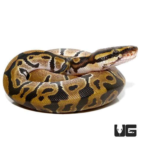 Baby Ball Pythons For Sale - Underground Reptiles