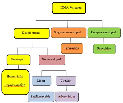 2. General DNA Virus structure. | Download Scientific Diagram