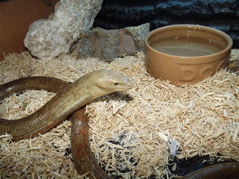 Giant Legless Lizard | Lizard, Animals, Pets