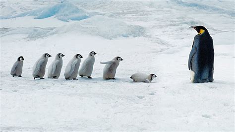 3840x2160px | free download | HD wallpaper: penguin, penguins, baby ...