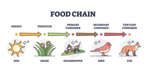 Ocean Food Chain Diagram