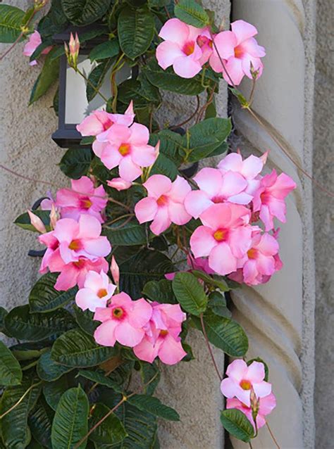 Climbing Plants: 8 Fast Growing Creepers And Vines | Climbing plants ...