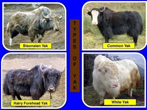 Yak-Cattle Hybridization