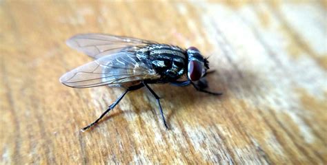 How to Get Rid of House Flies Infestation Indoors & Outdoors