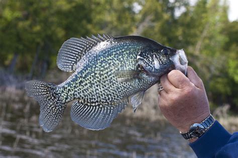 White Crappie vs. Black Crappie: All You Need to Know