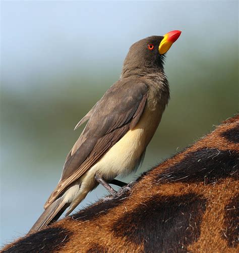 Yellow-billed Oxpecker | BirdForum