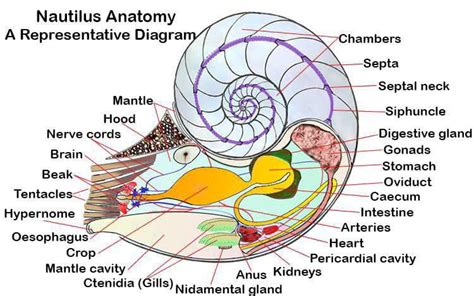 Nautilus Anatomy: Unique eyes, shells and tentacles | Earth Life