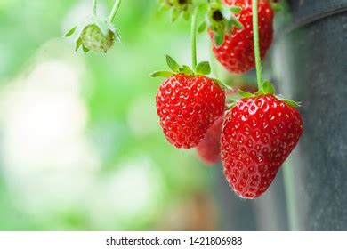 Strawberry Tree Royalty-Free Images, Stock Photos & Pictures | Shutterstock