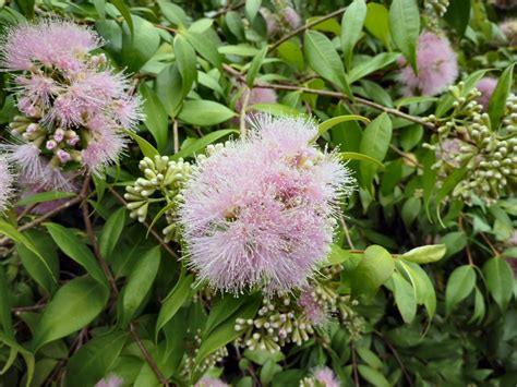 Syzygium ‘Cascade’ – Lilly Pilly | Gardening With Angus