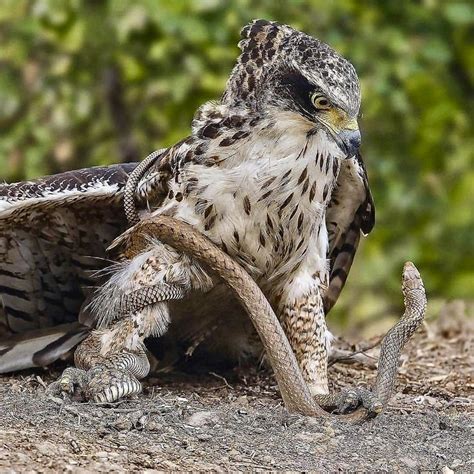 Eagle 🦅 Vs 🐍 snake Real Attack - Yala National Park, SriLanka in 2020 ...