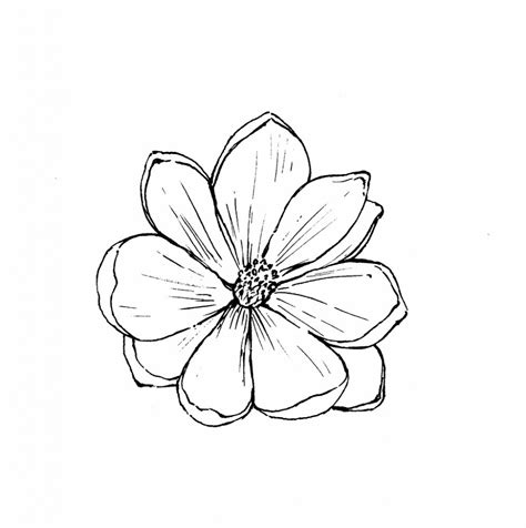 Magnolia Flower Drawing at GetDrawings | Free download