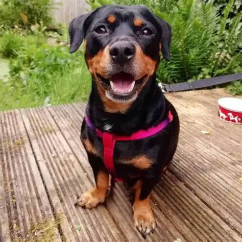 40 Brilliant Rottweiler Mixes - Discover the Perfect Rottie Mix - WowPooch