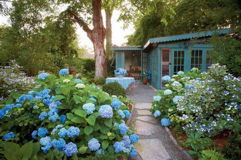 How To Grow And Care For French Hydrangeas