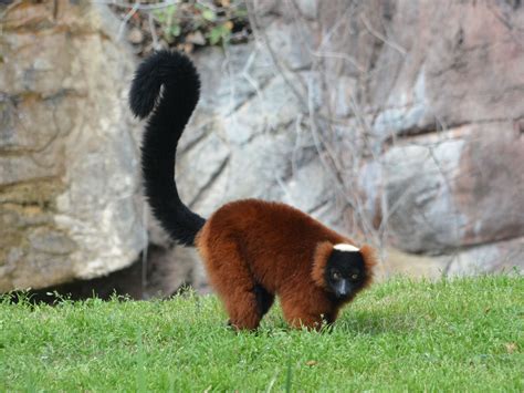 The Online Zoo - Red Ruffed Lemur