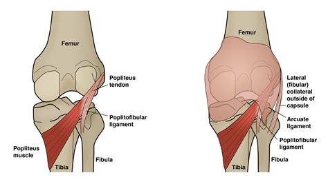 Popliteus Tendinopathy: A Poorly Understood Cause of Knee Pain - Sports Medicine Review