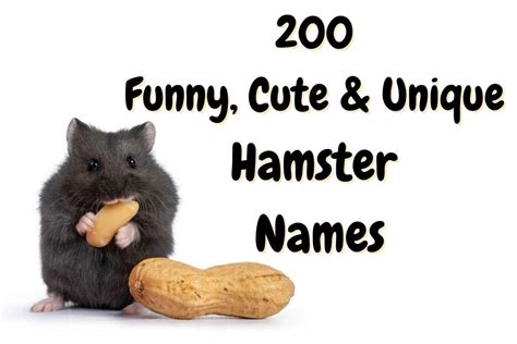 Hamster Names: 200+Unique & Cute Names for a Hamster! - The Pet Savvy