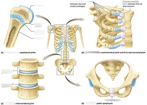 Cartilaginous Joints Diagram | Quizlet