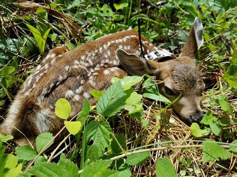 Black-tailed deer ecology in Oregon – MyODFW – Medium