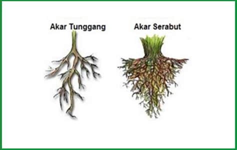 Gambar Akar Serabut - Gambar Bagian Tumbuhan