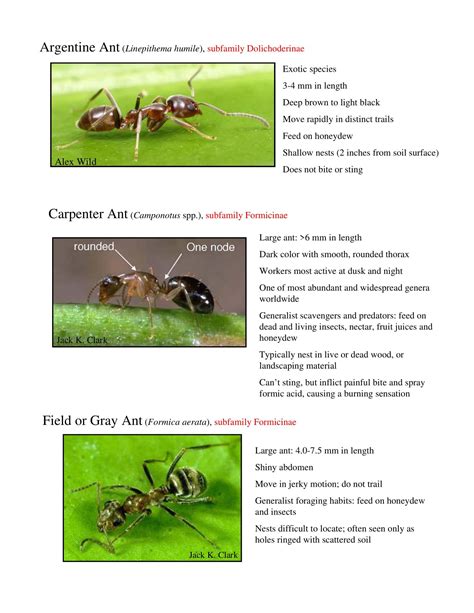 Free Printable Ant Identification Charts [PDF] With Pictures