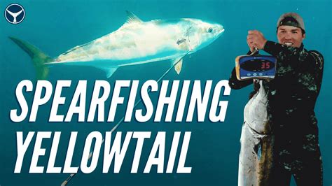 5 Yellowtail Spearfishing Tips for SoCal - Cast & Spear