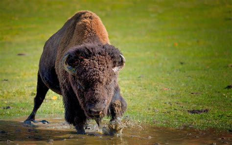 Download Animal American Bison HD Wallpaper