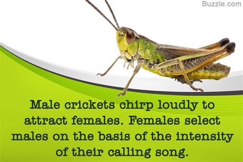 In many cultures, crickets are thought to bring good luck. It is also ...