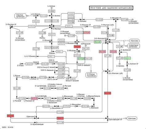 Fructose Metabolism Pathway