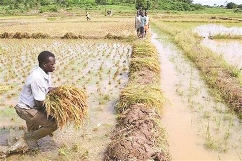 Impact of flooding on agriculture | The Nation Newspaper