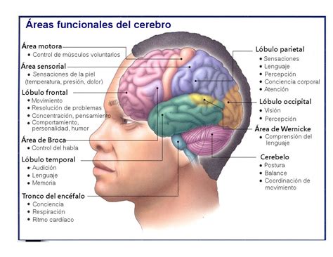 El cerebro y sus funciones | Brain anatomy and function, Brain parts, Human brain parts