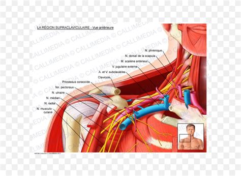 Supraclavicular Fossa Supraclavicular Lymph Nodes Anatomy Subclavian ...