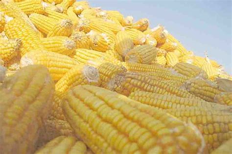 Top 15 Fiber In Corn – Easy Recipes To Make at Home