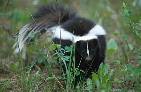 Mephitidae - skunks, stink badgers | Wildlife Journal Junior