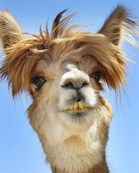 My birthday picture | Llama pictures, Funny animals, Llama